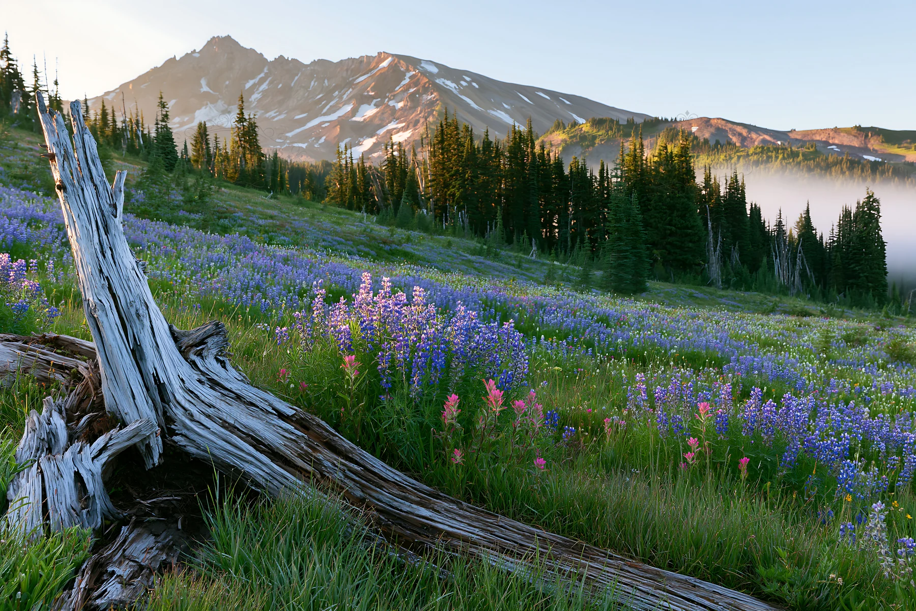 Weathered log in a meadow with mountains and wildflowers - AI-generated stock image