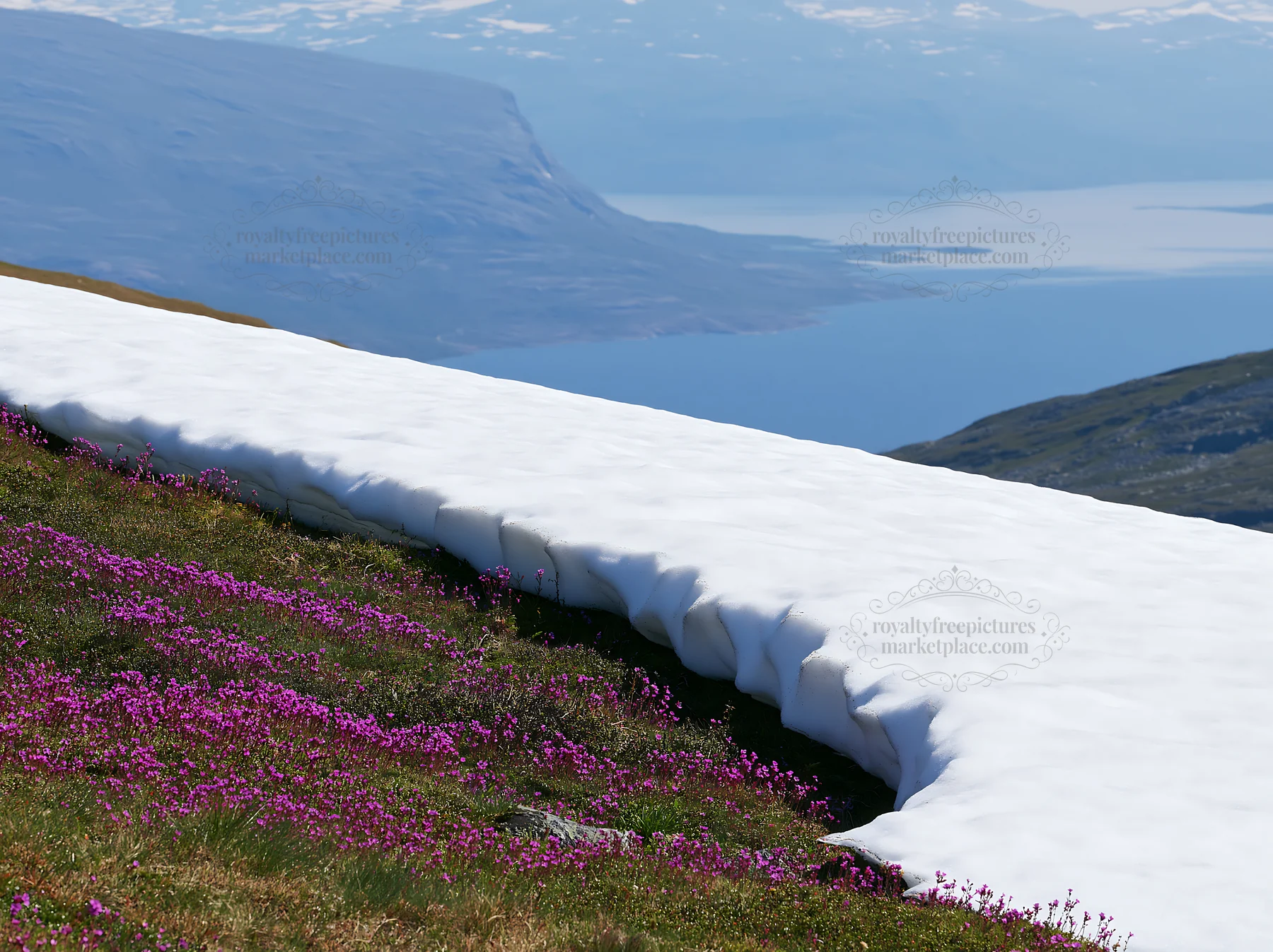 Spring meadow with snow and flowers near a lake - AI-generated stock image