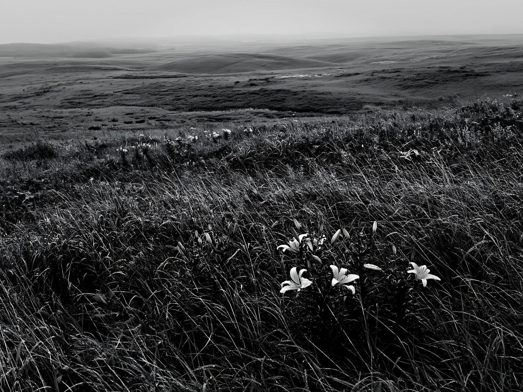 Black and white expansive Hokkaido restoration meadow with dewdrops - AI-generated stock image