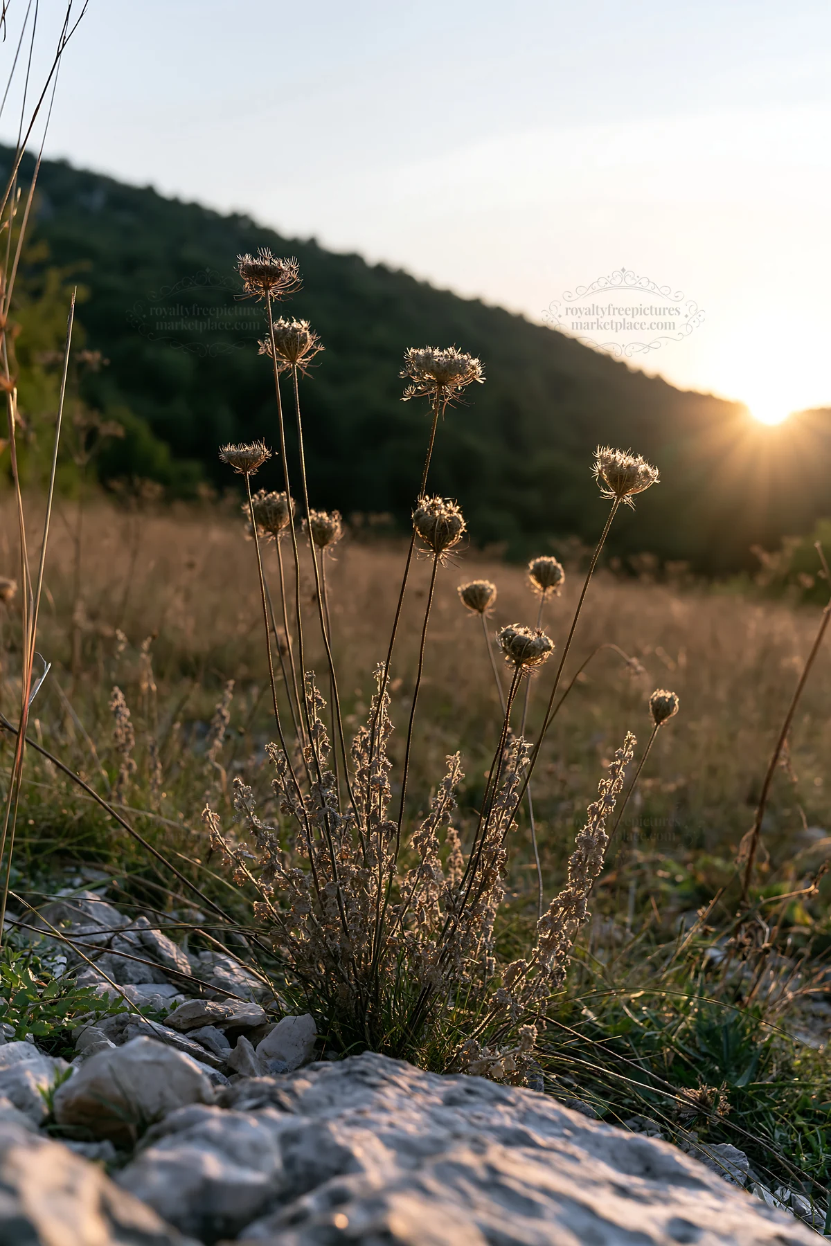 Meadow seedheads backlit at dusk with sunlight in background - AI-generated stock image