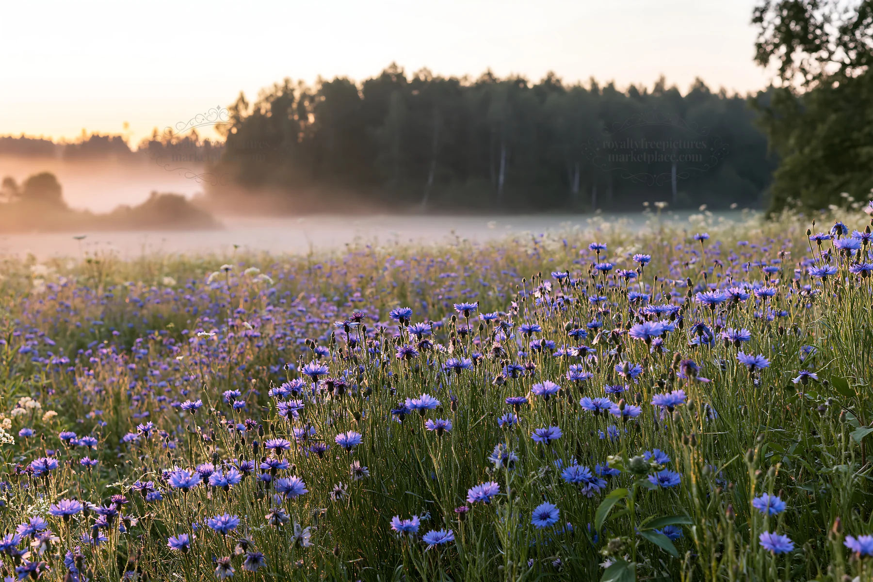 Cornflower meadow with mist and trees at sunrise near a forest - AI-generated stock image