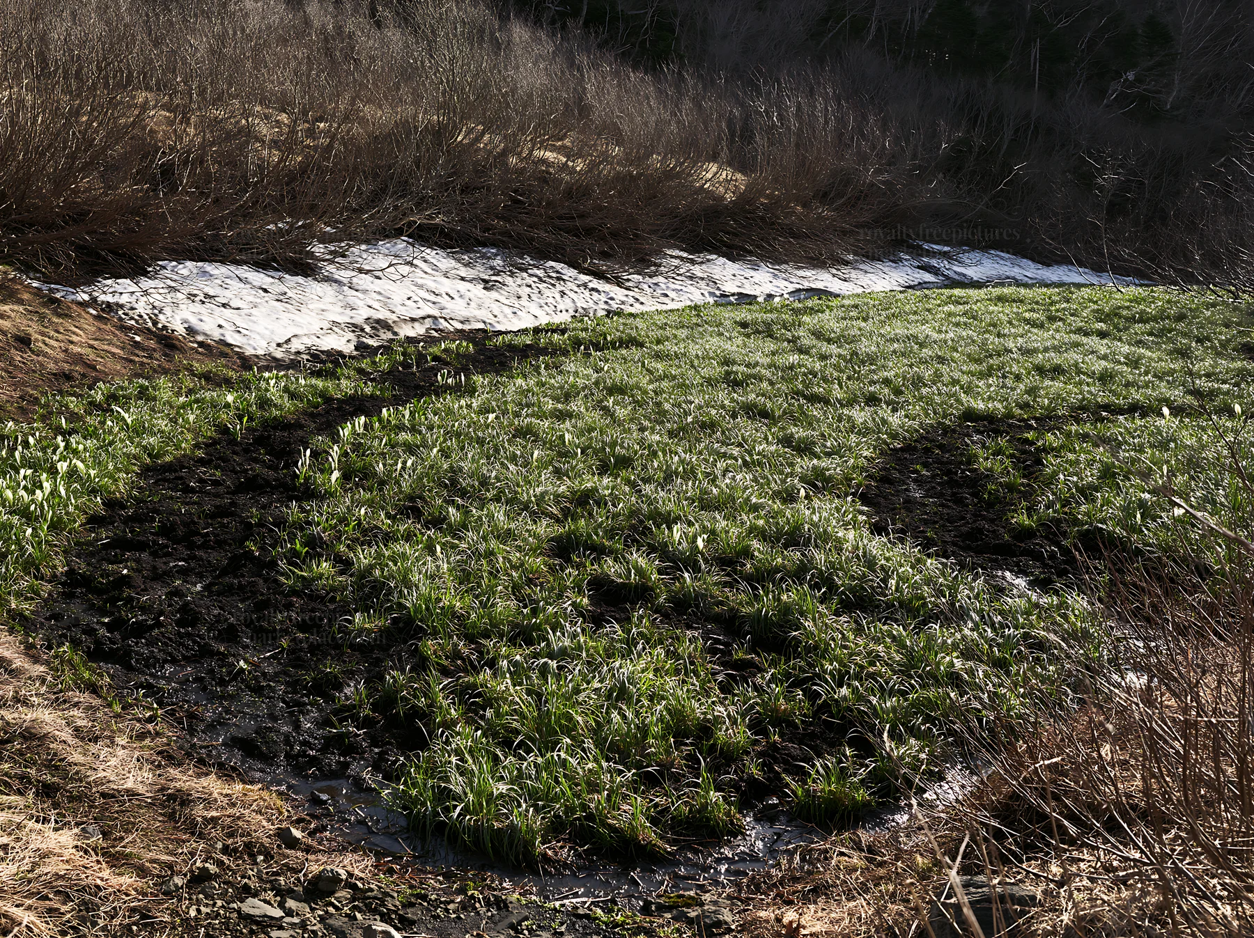 Akita snowmelt meadow with silver grasses in early spring - AI-generated stock image