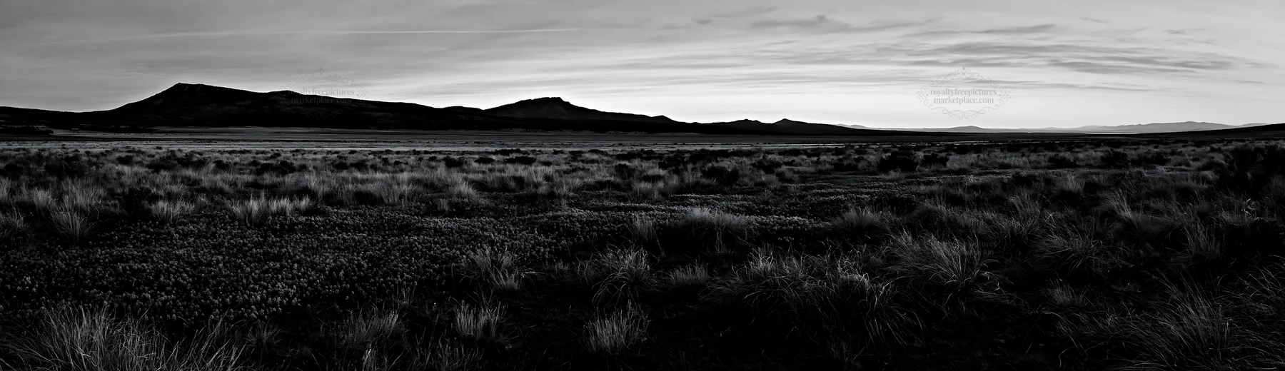 Wild orchid meadow in black and white landscape - AI-generated stock image