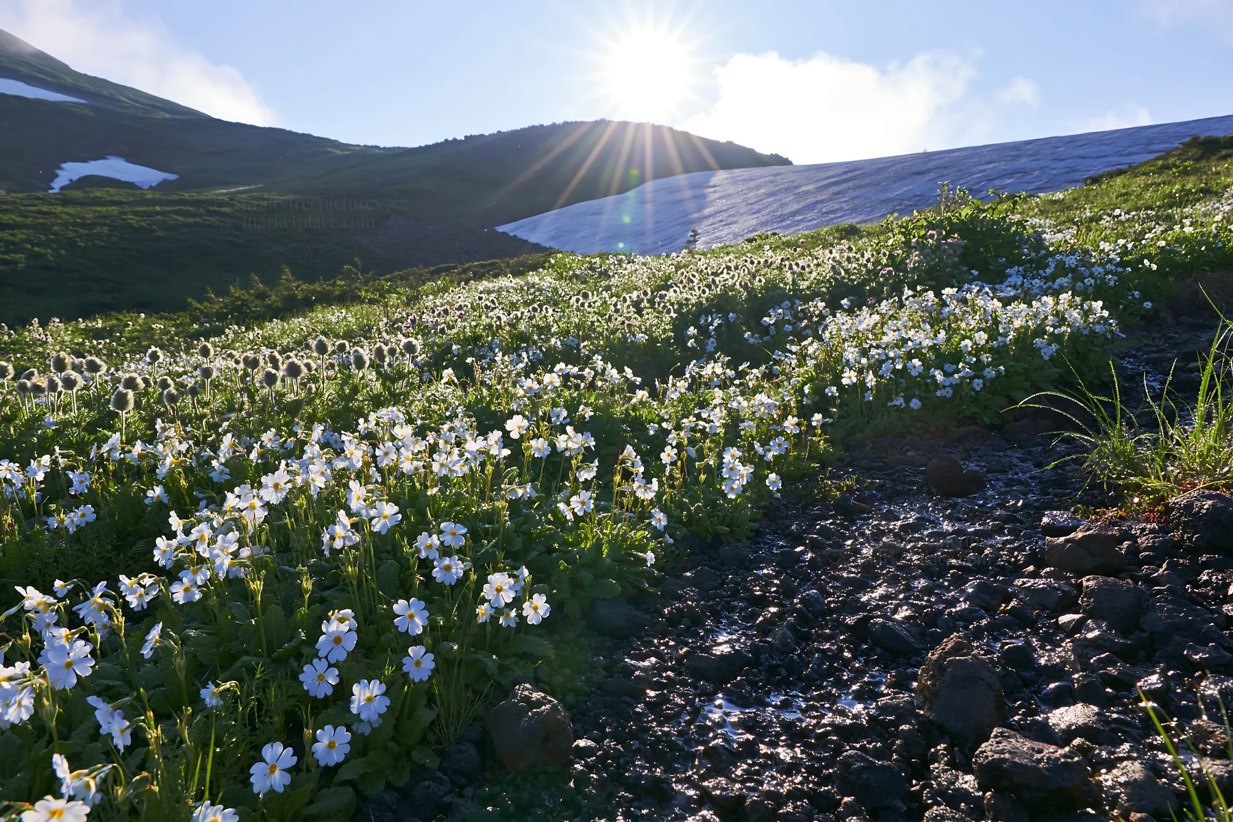 Daisetsuzan alpine meadow light rays shine over blooming flowers - AI-generated stock image