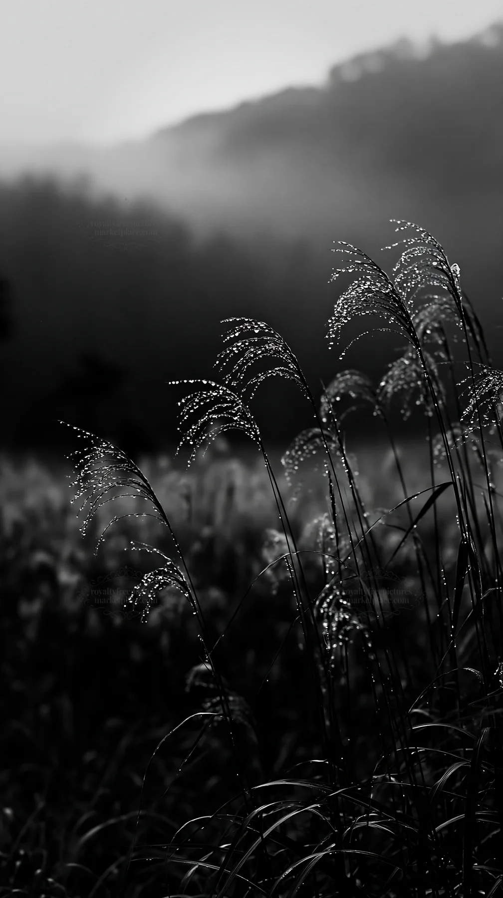 Fukui native grass meadow with rain droplets in black and white - AI-generated stock image