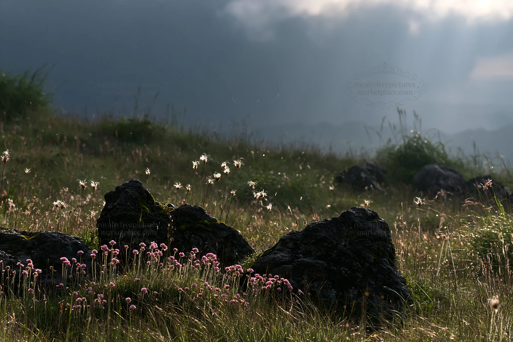 Oita highland meadow with granite stones and wildflowers - AI-generated stock image