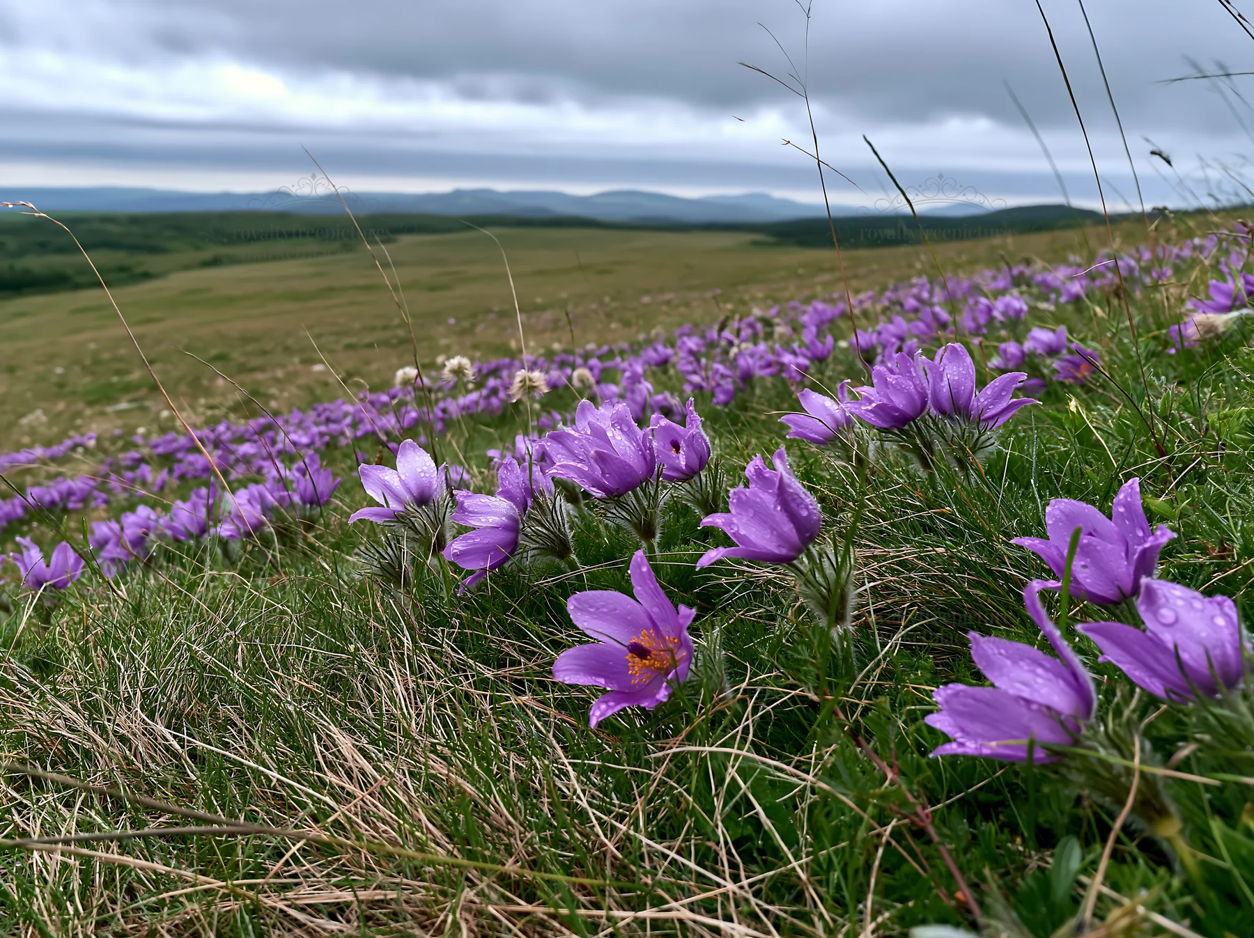 Cloudy meadow with pasque flower blooms in spring season - AI-generated stock image
