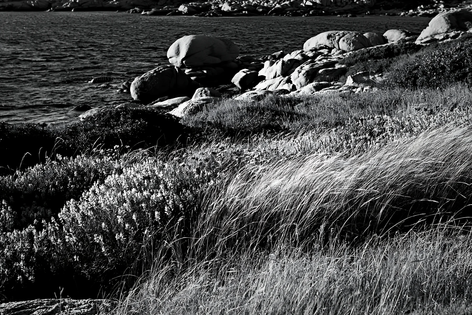 Italian meadow along rocky coast with grass and stones - AI-generated stock image