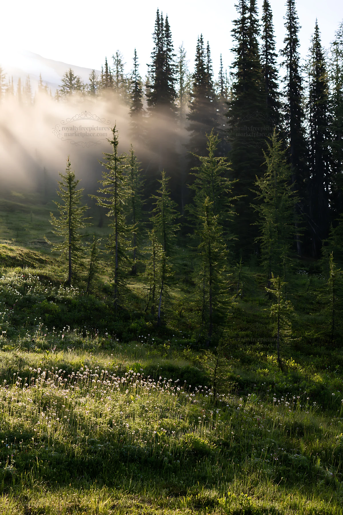 Light rays shining through trees at Sunshine Meadows Banff - AI-generated stock image