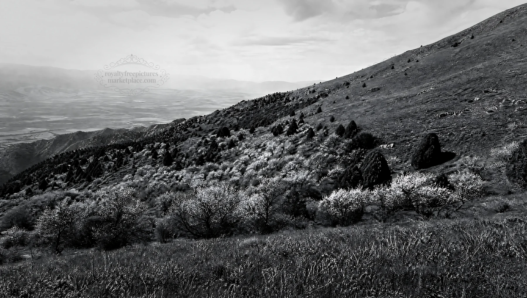 Black and white apple blossom meadow on a grassy hillside with distant mountains - AI-generated stock image