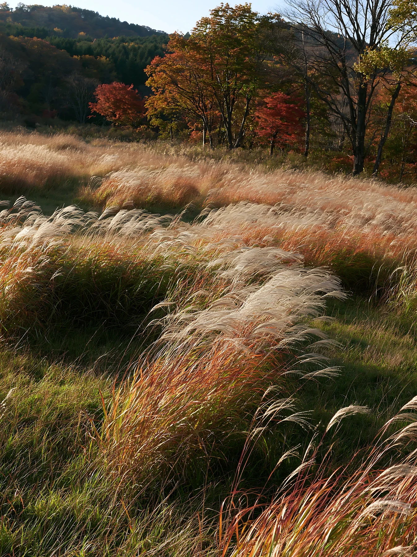 Aichi restored meadow autumn seedheads in the foreground - AI-generated stock image
