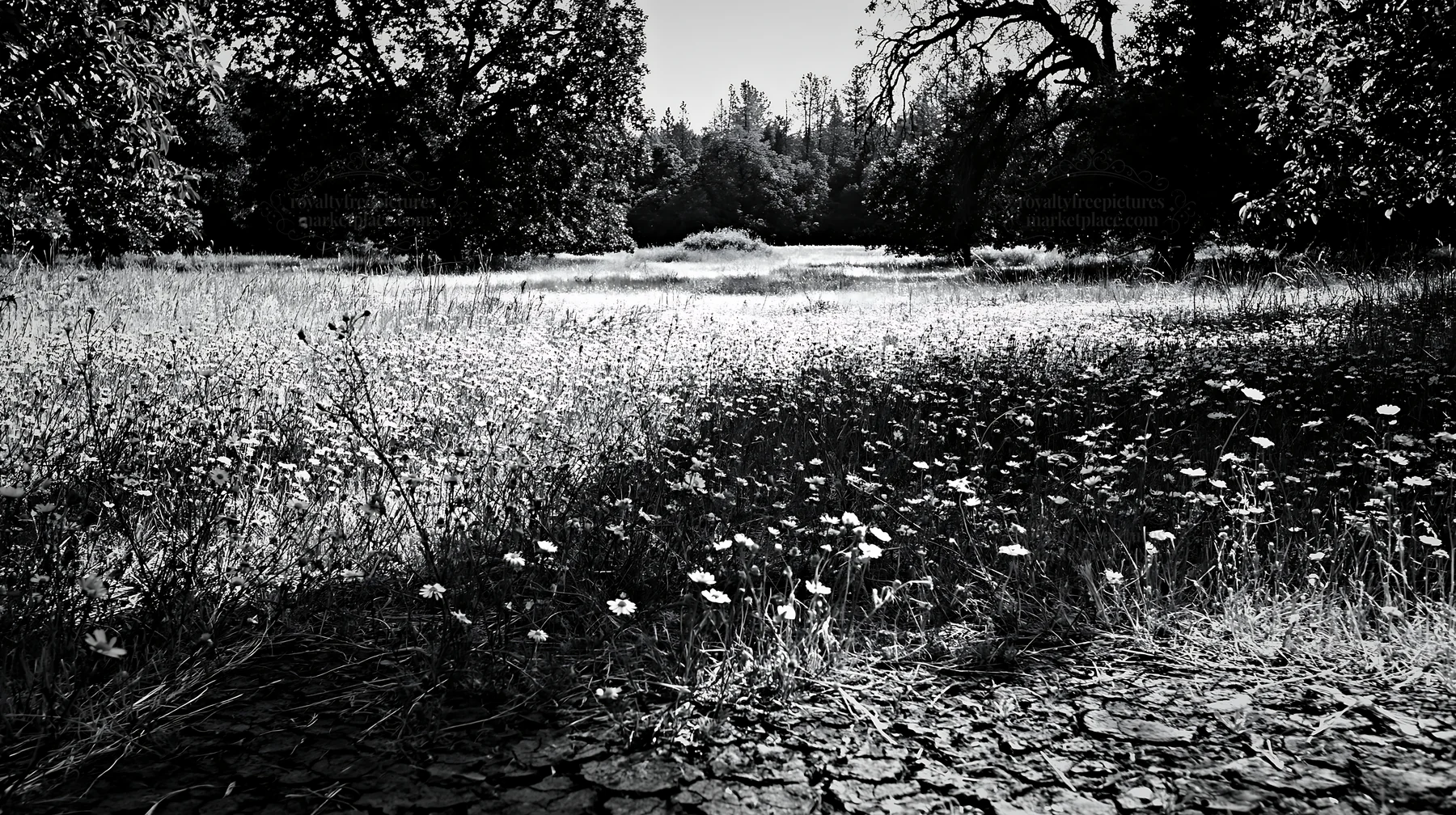 Highland apple meadow with wildflowers and trees - AI-generated stock image
