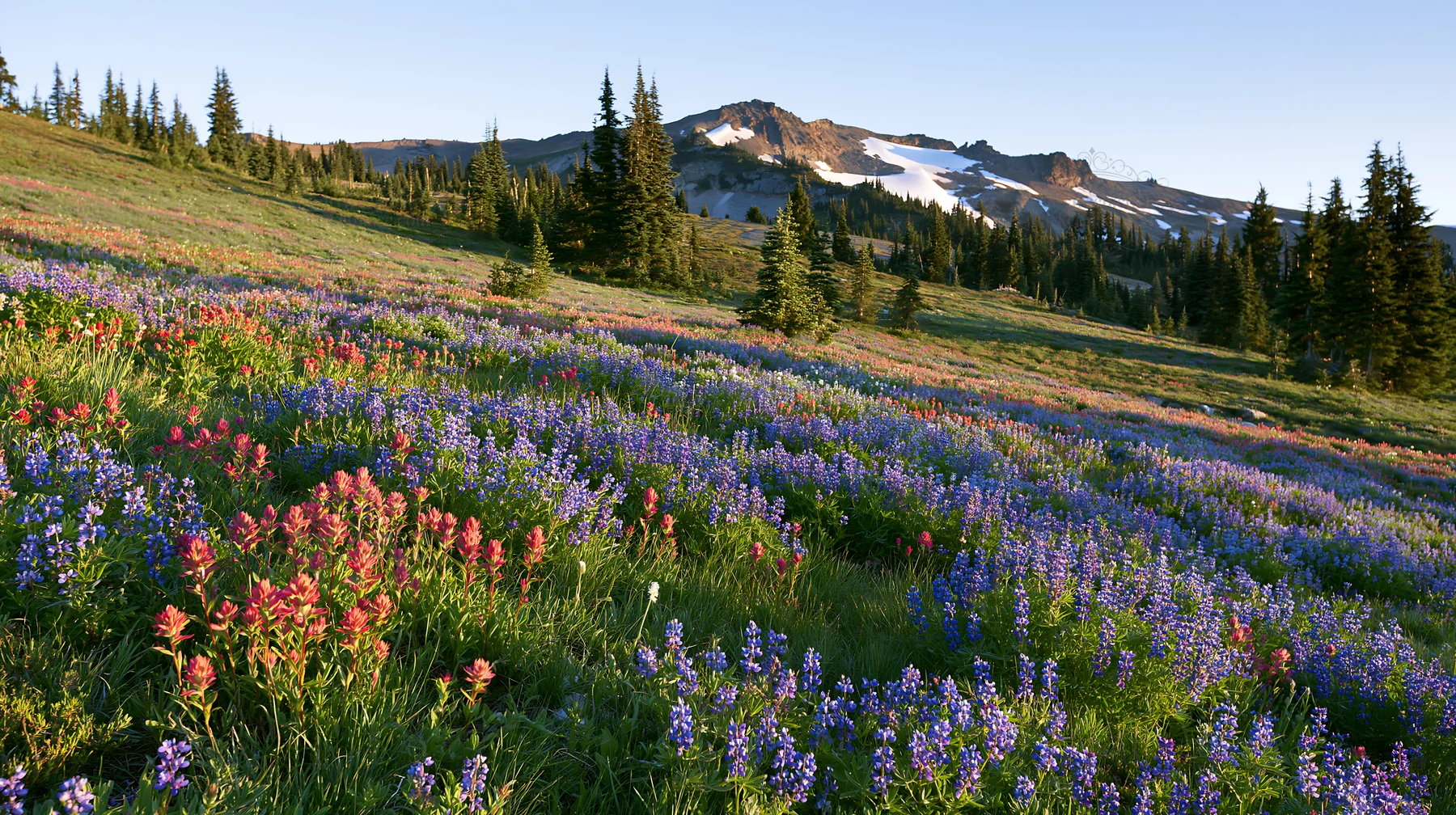 Snowmelt meadow with wildflowers and mountains in background - AI-generated stock image