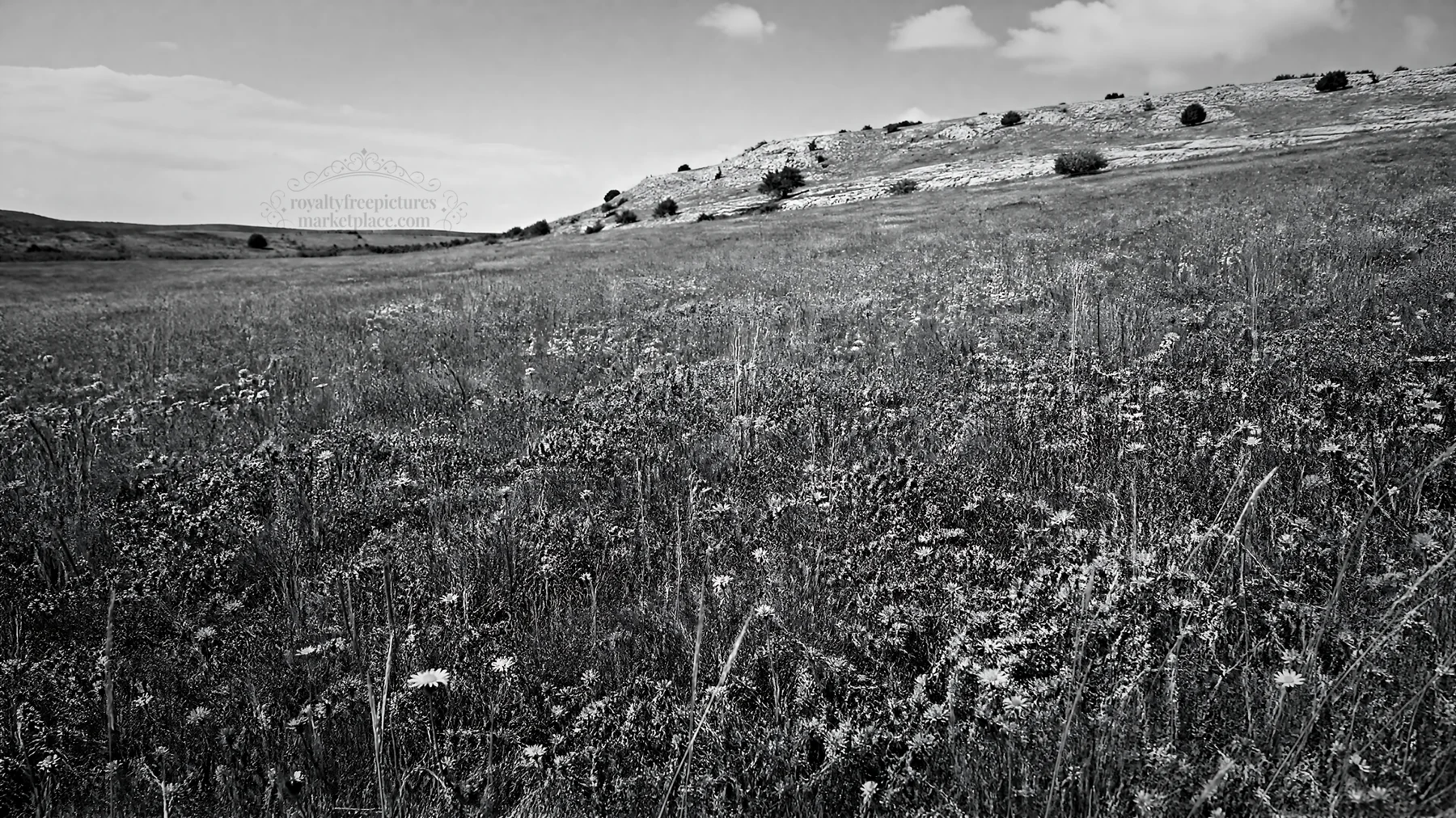 Sunny meadow filled with wild thyme and tall grass - AI-generated stock image