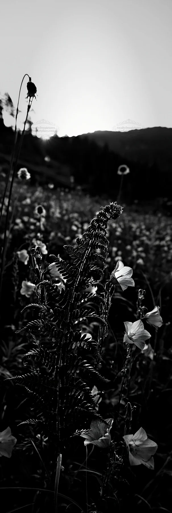 Black and white tokushima mountain meadow fern frond foreground with flowers - AI-generated stock image