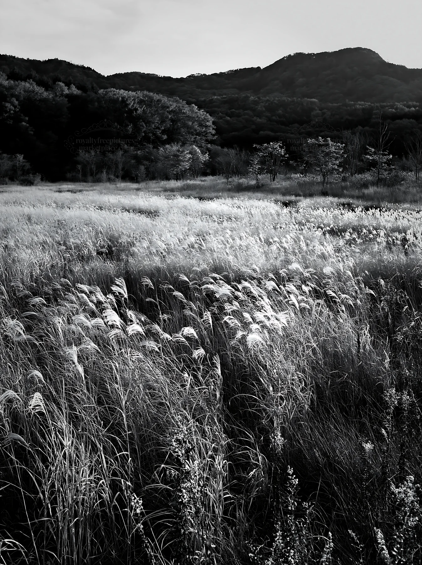 Black and white aichi restored meadow autumn seedheads foreground in sunlight - AI-generated stock image