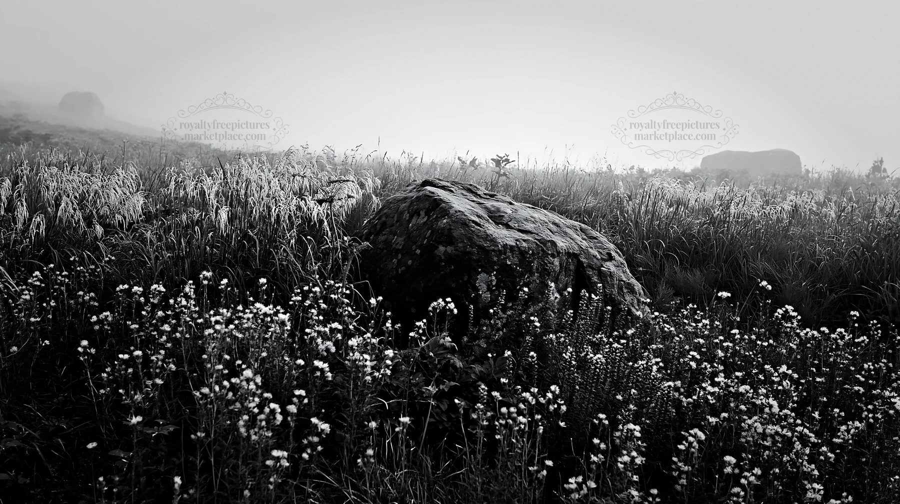 Black and white aomori climate resilient meadow with boulder and flowers - AI-generated stock image