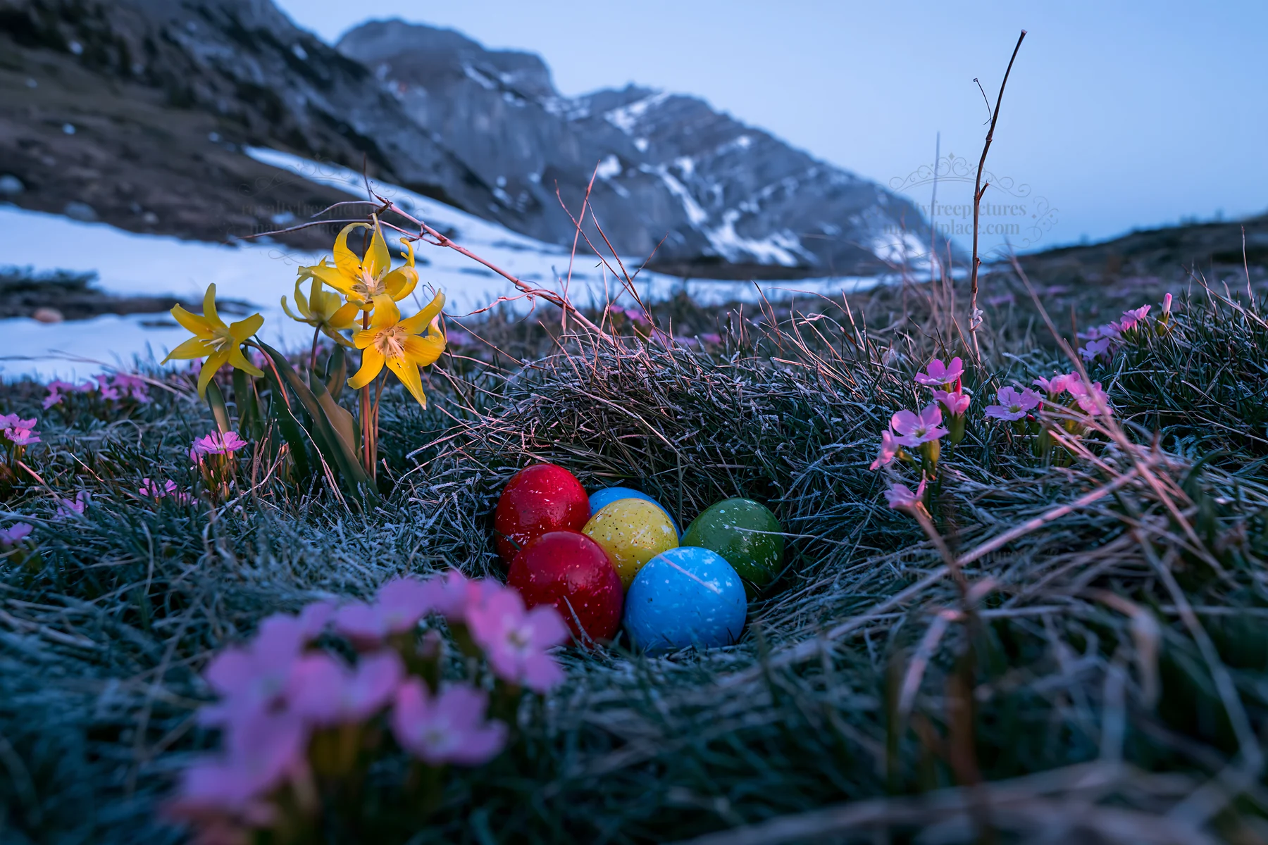 Colorful eggs placed in a winter meadow in Banff National Park - AI-generated stock image