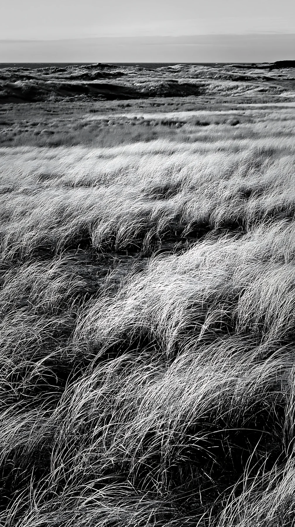 Black and white tottori windy meadow with dune grasses under clear sky - AI-generated stock image