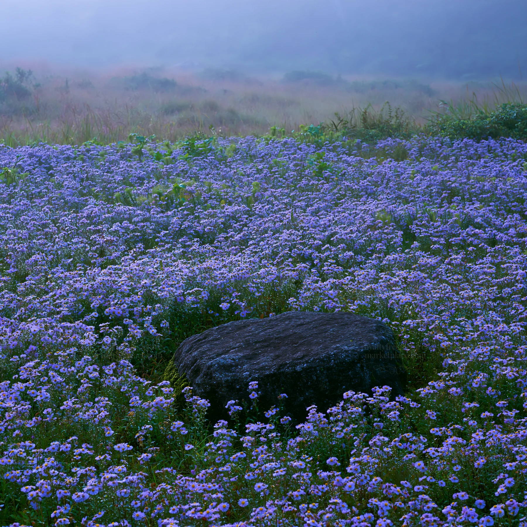 Moss covered stone in Shimane misty meadow with purple flowers - AI-generated stock image