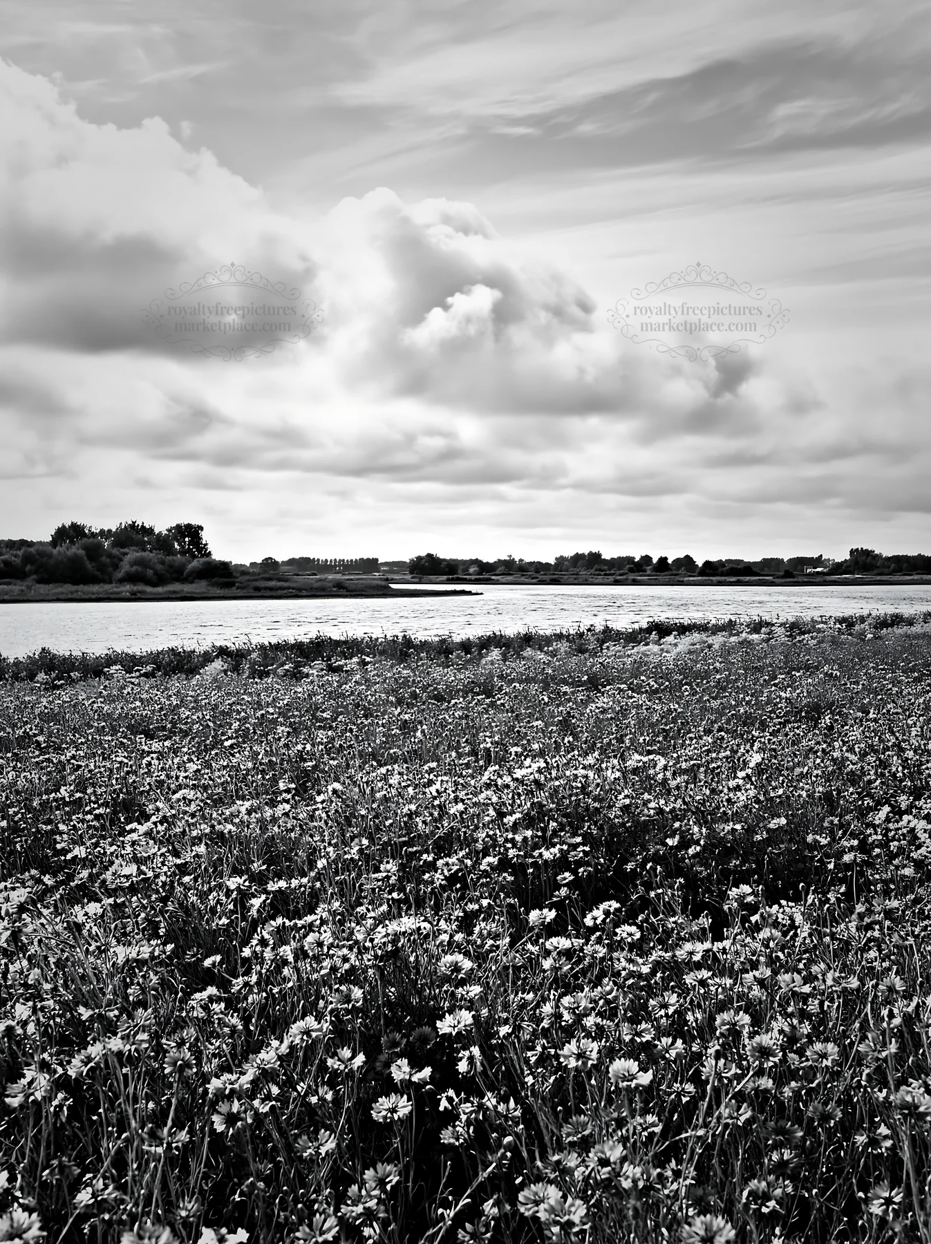 Cornflower meadow near the river on a cloudy day - AI-generated stock image