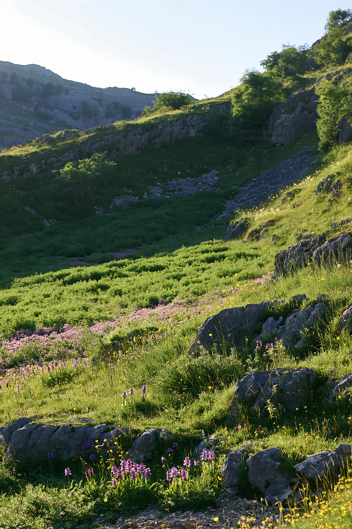 Biodiverse meadow in a mountainous area during daylight - AI-generated stock image