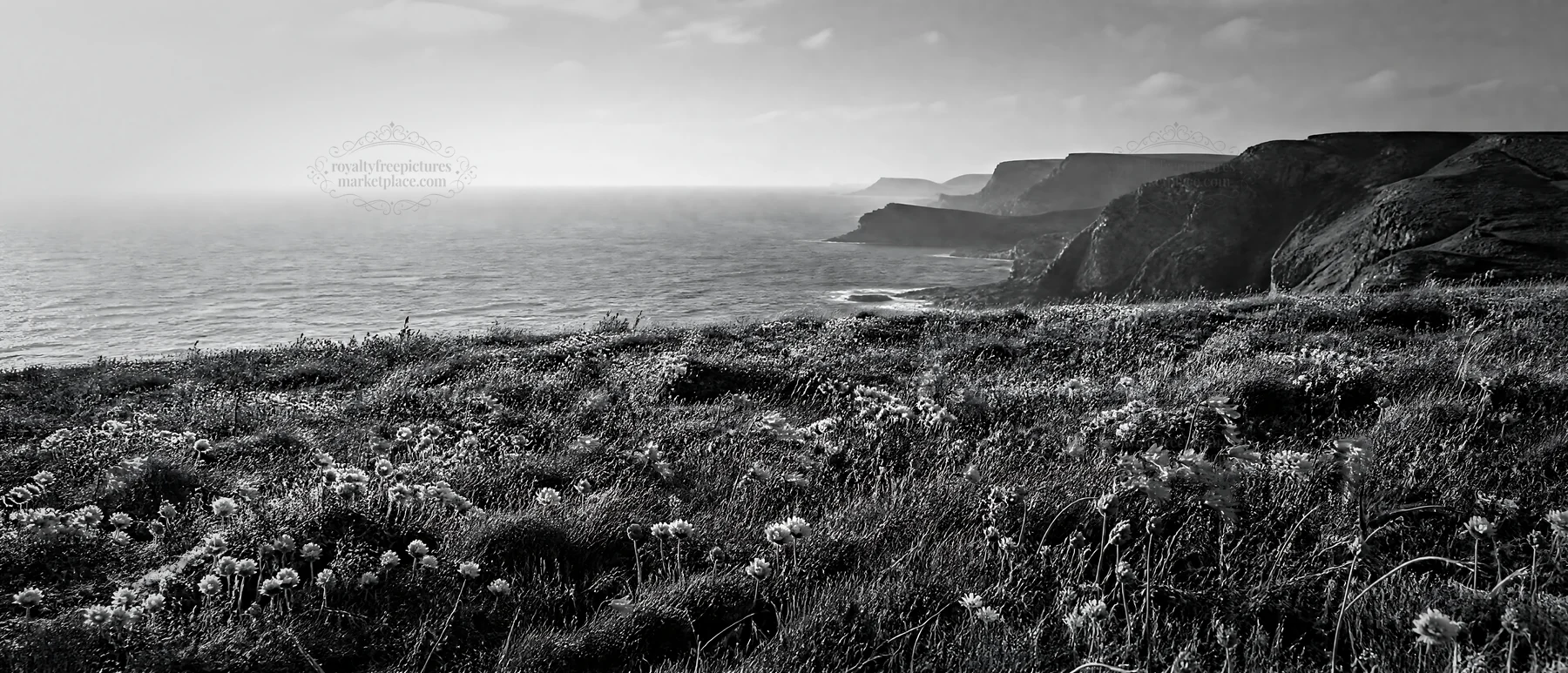 Black and white campion bellflower meadow with cliffs and ocean view - AI-generated stock image
