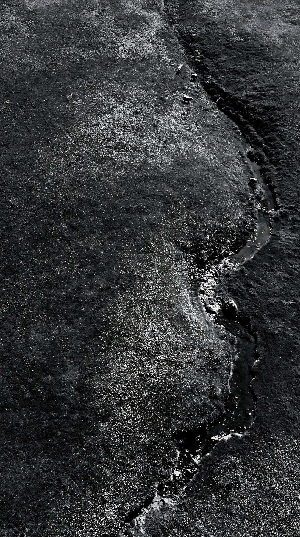 Black and white buttercup meadow with a stream and grazing sheep - AI-generated stock image
