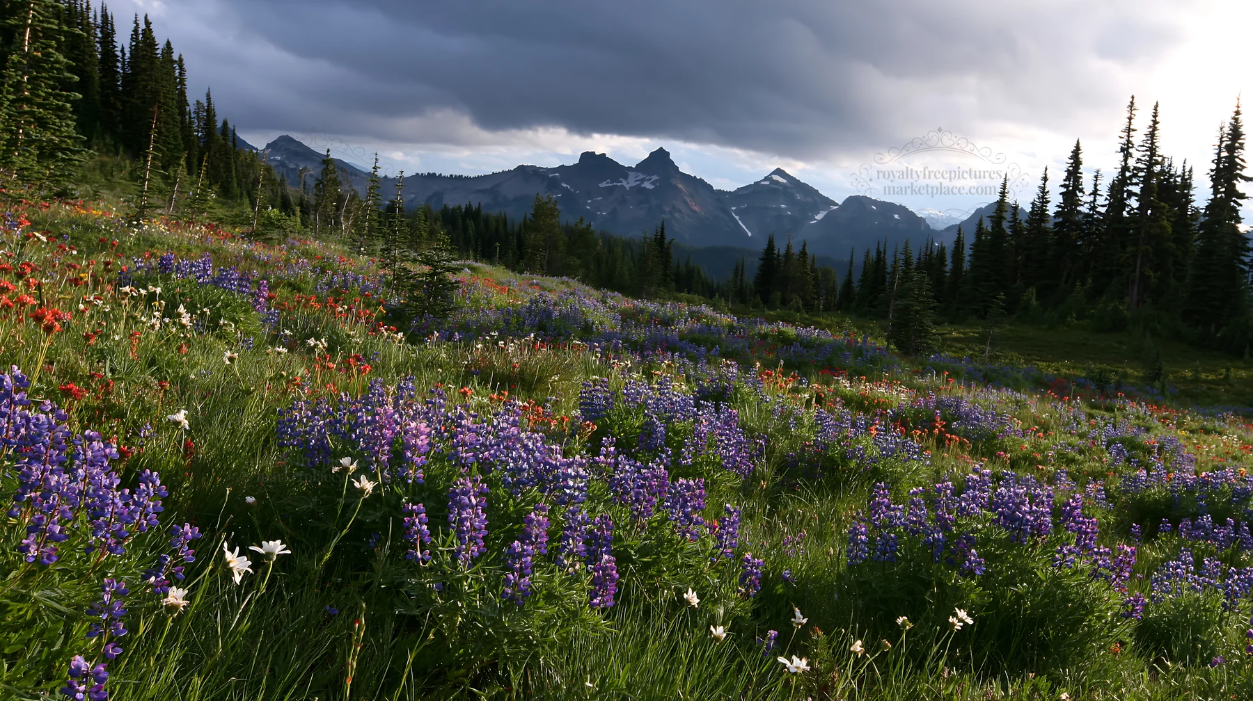 Rainwashed meadow filled with wildflowers and mountains in view - AI-generated stock image