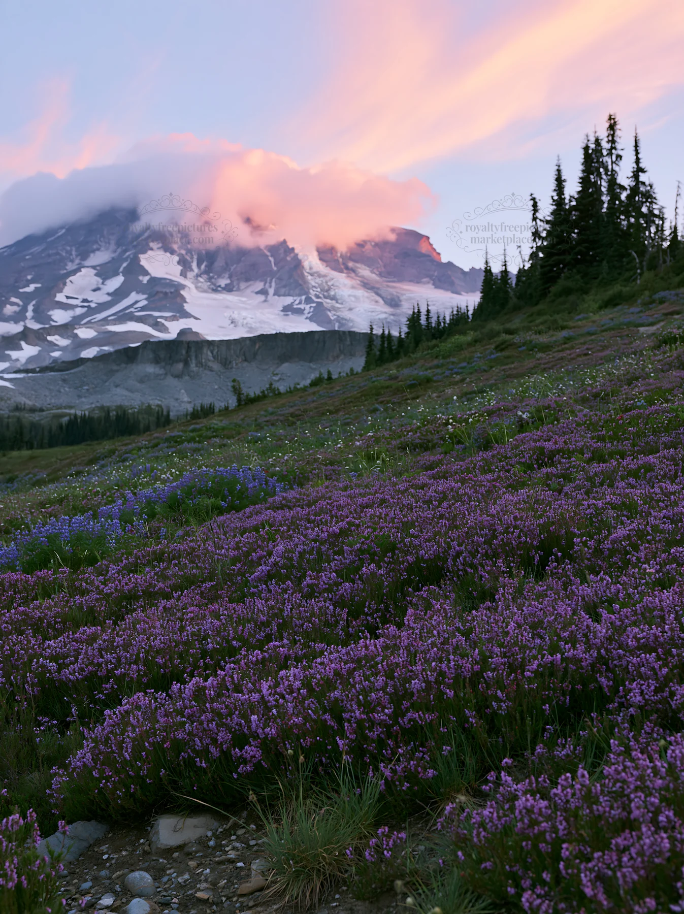 Mount Rainier wildflower meadow at sunrise with colorful clouds - AI-generated stock image
