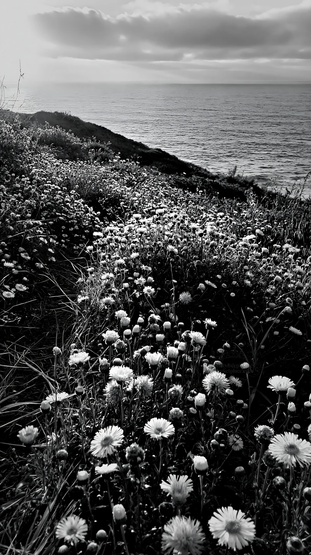 Meadow flowers overlooking the Atlantic coast in Portugal - AI-generated stock image