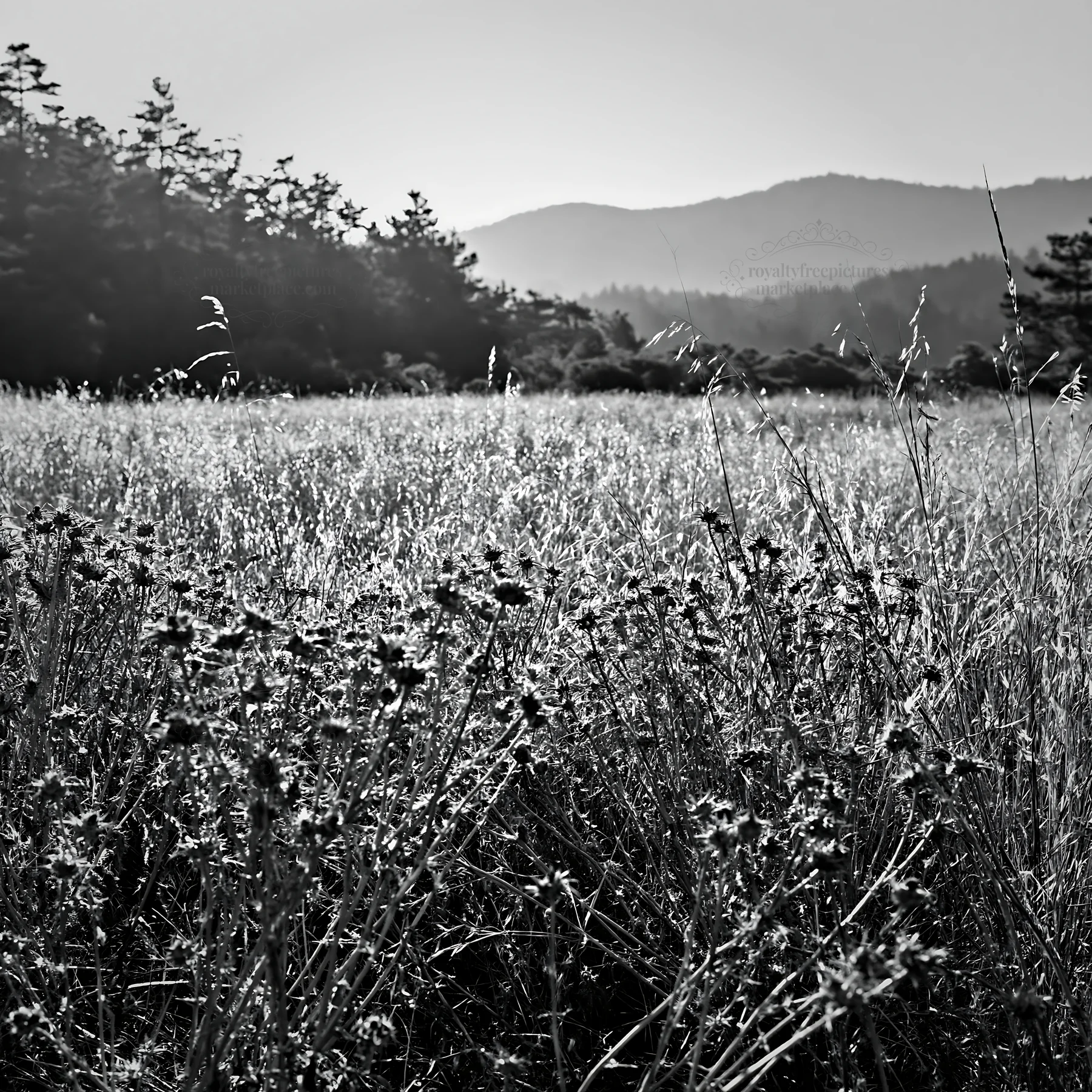 Pine forest meadow with wildflowers in black and white - AI-generated stock image