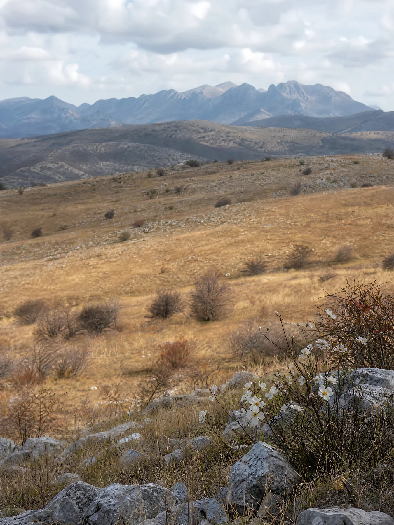 Sunny limestone meadow with distant mountains in the background - AI-generated stock image
