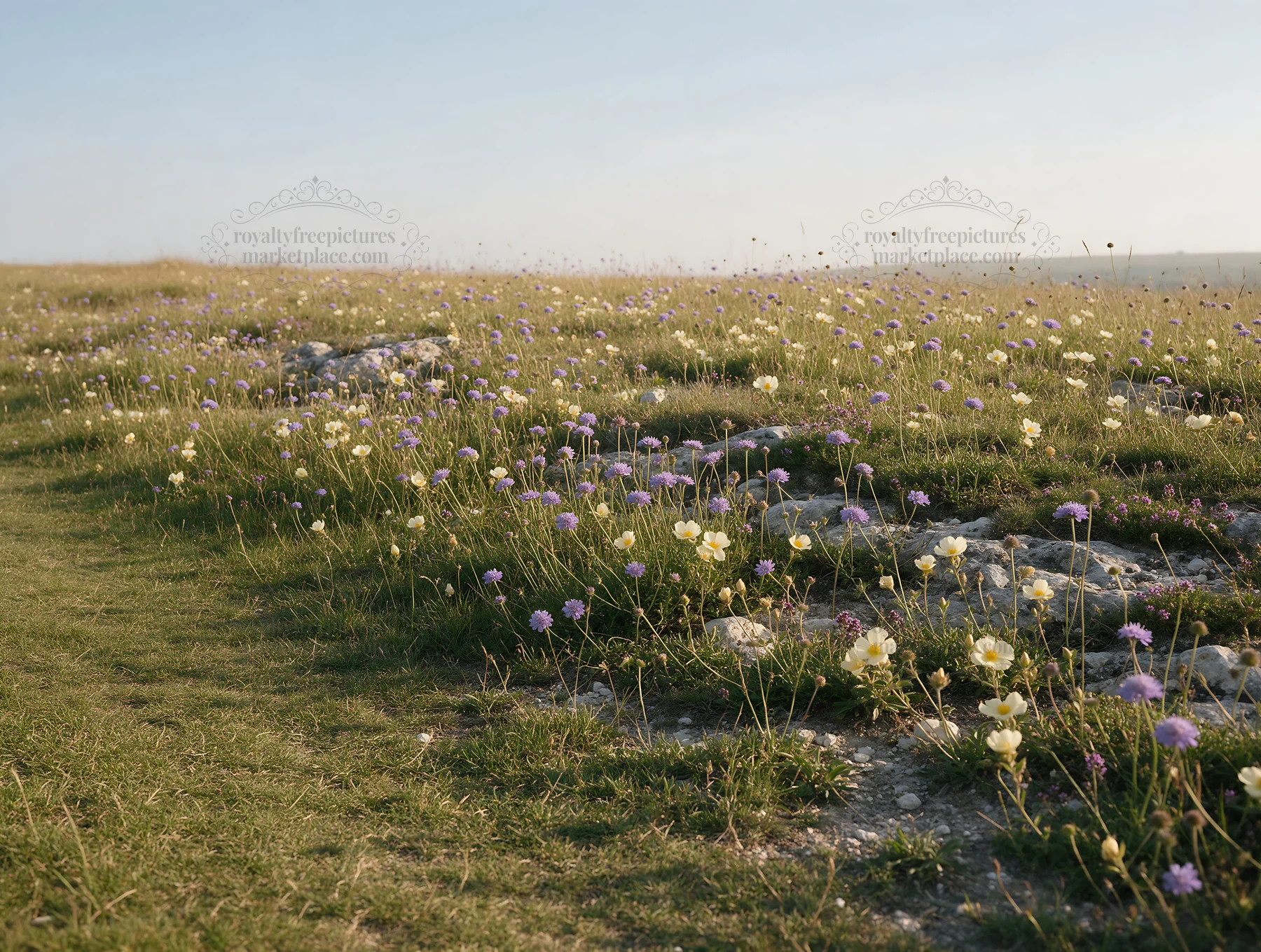 Sunny chalk meadow with wildflowers and open space - AI-generated stock image