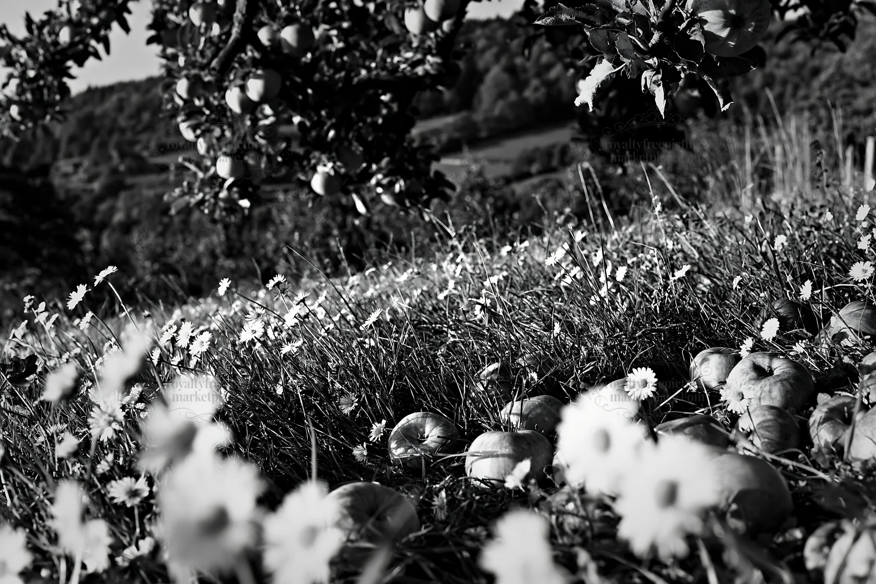 Daisy apples in a meadow under clear sky - AI-generated stock image