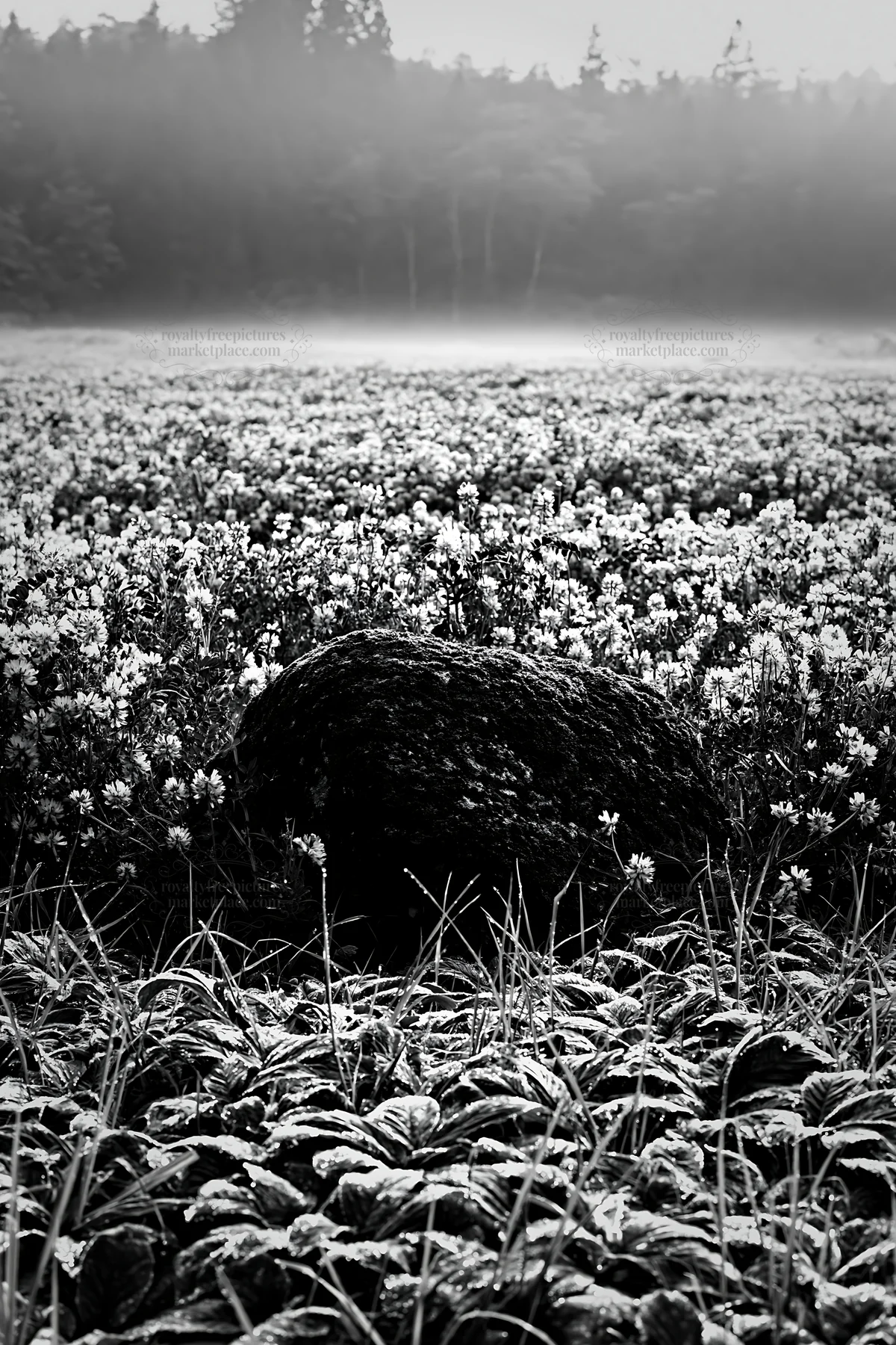 Black and white miyagi spring recovery meadow mossy stone in flower field - AI-generated stock image