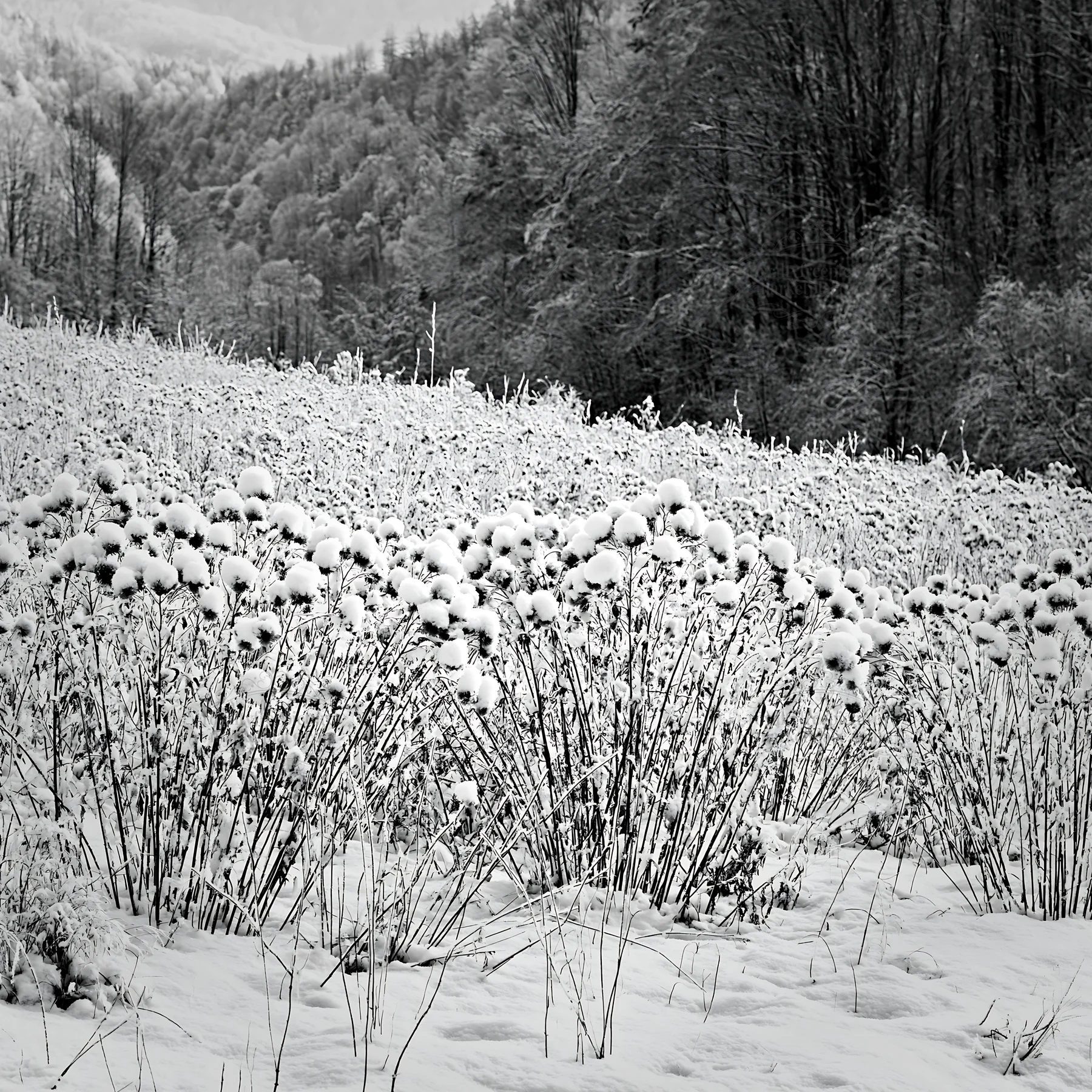 Black and white snowy foothill meadow in winter with snow-covered plants - AI-generated stock image