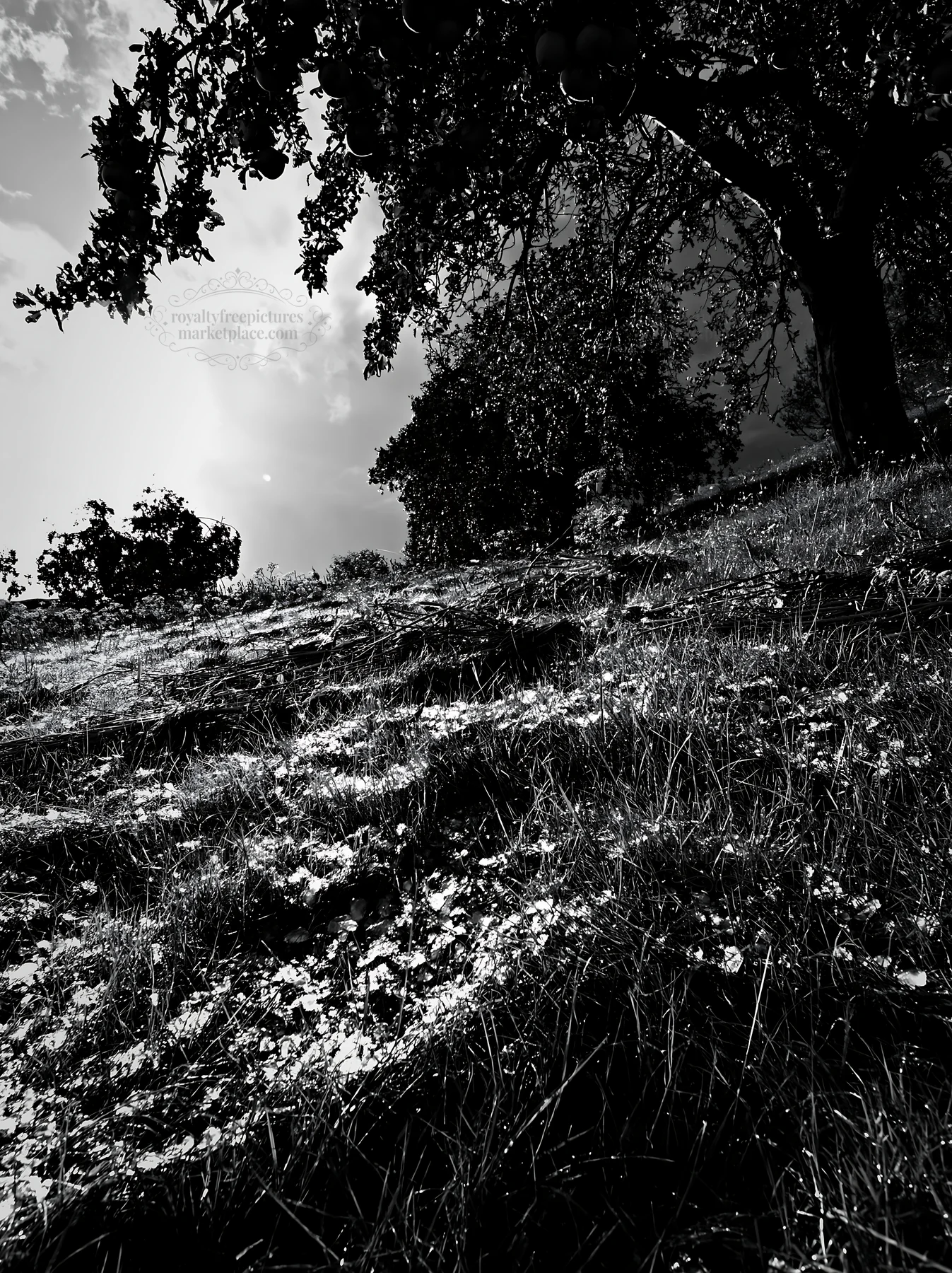 Highland apple meadow with trees and grass in black and white - AI-generated stock image