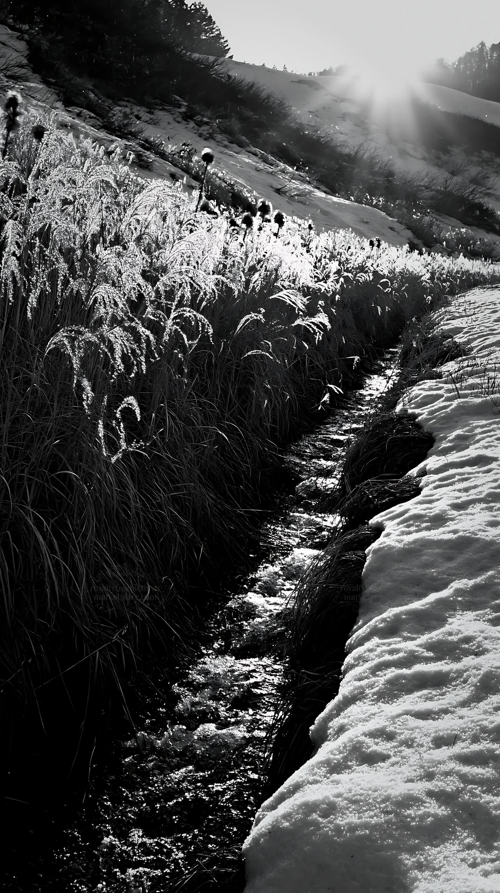Akita snowmelt meadow with silver grasses in black and white - AI-generated stock image