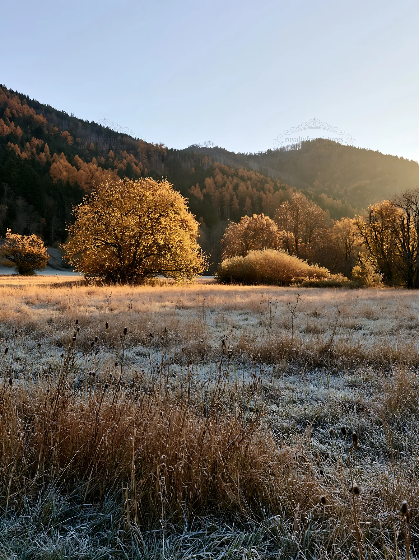Valley apple meadow during early morning light - AI-generated stock image