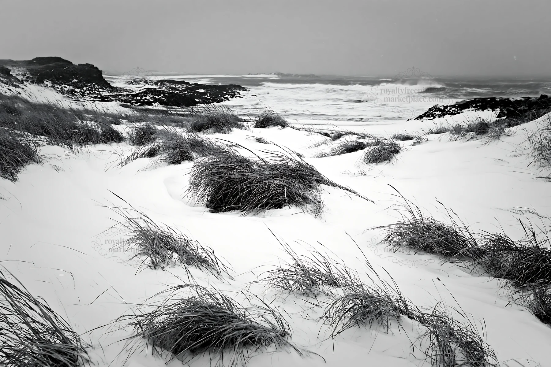 Snowy beach meadow with grass by the ocean in winter - AI-generated stock image