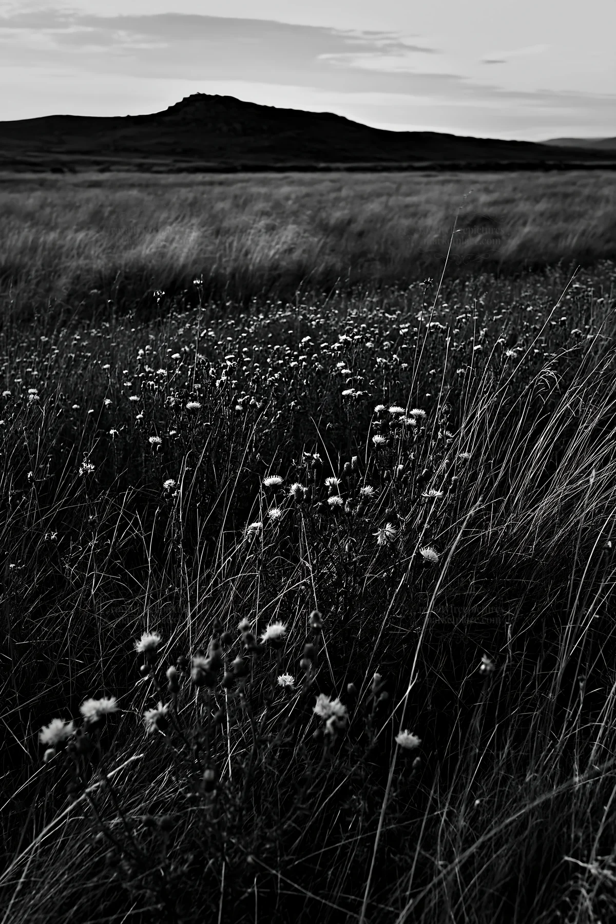 Knapweed in a meadow with hills in the background - AI-generated stock image