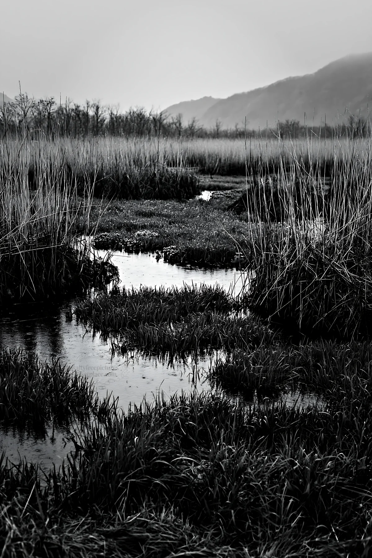 Black and white shiga wetland meadow climate adaptation reeds in natural habitat - AI-generated stock image