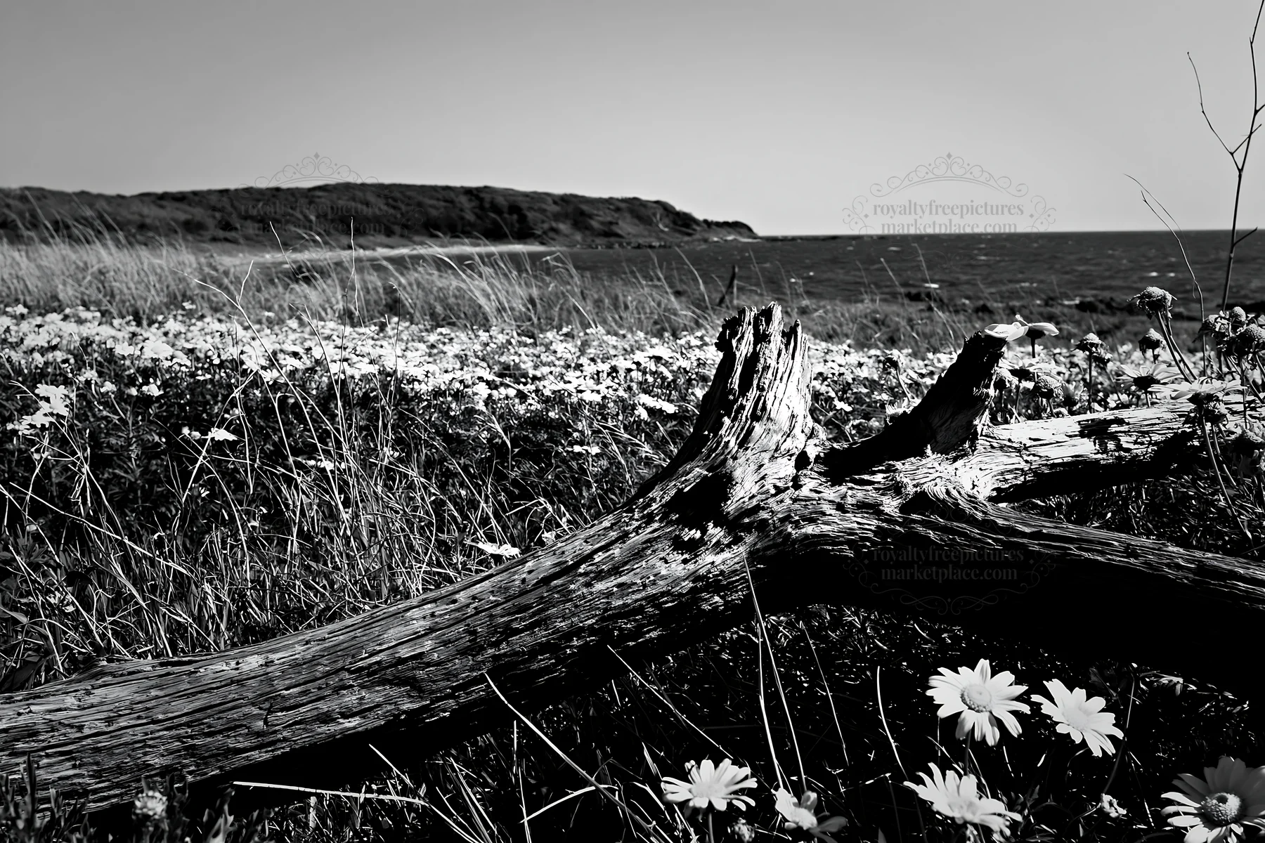 Black and white chiba coastal climate meadow with driftwood and yellow flowers - AI-generated stock image