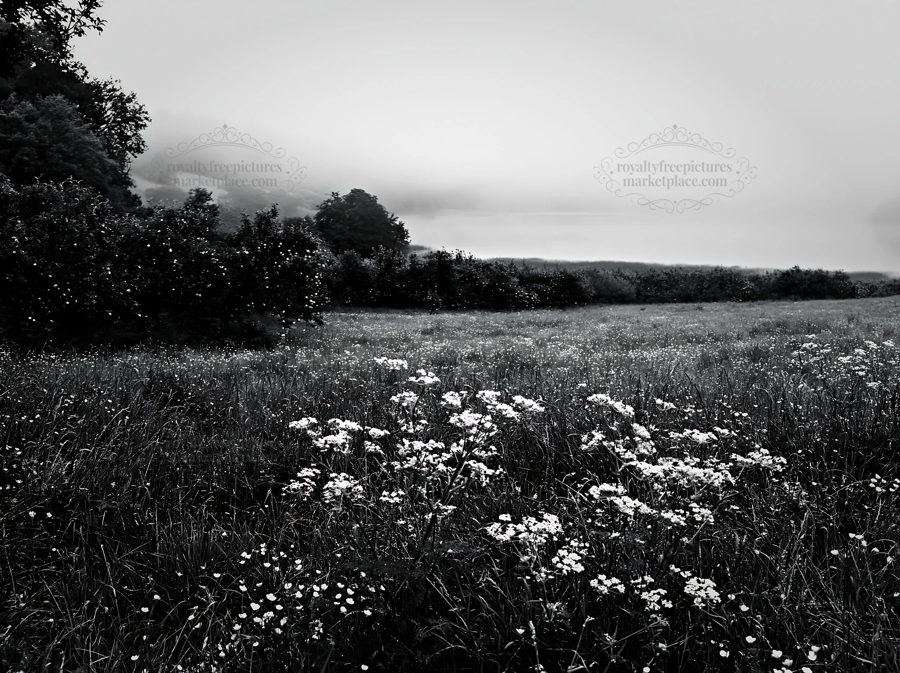 Lakeside orchard meadow with flowers and trees in gray weather - AI-generated stock image