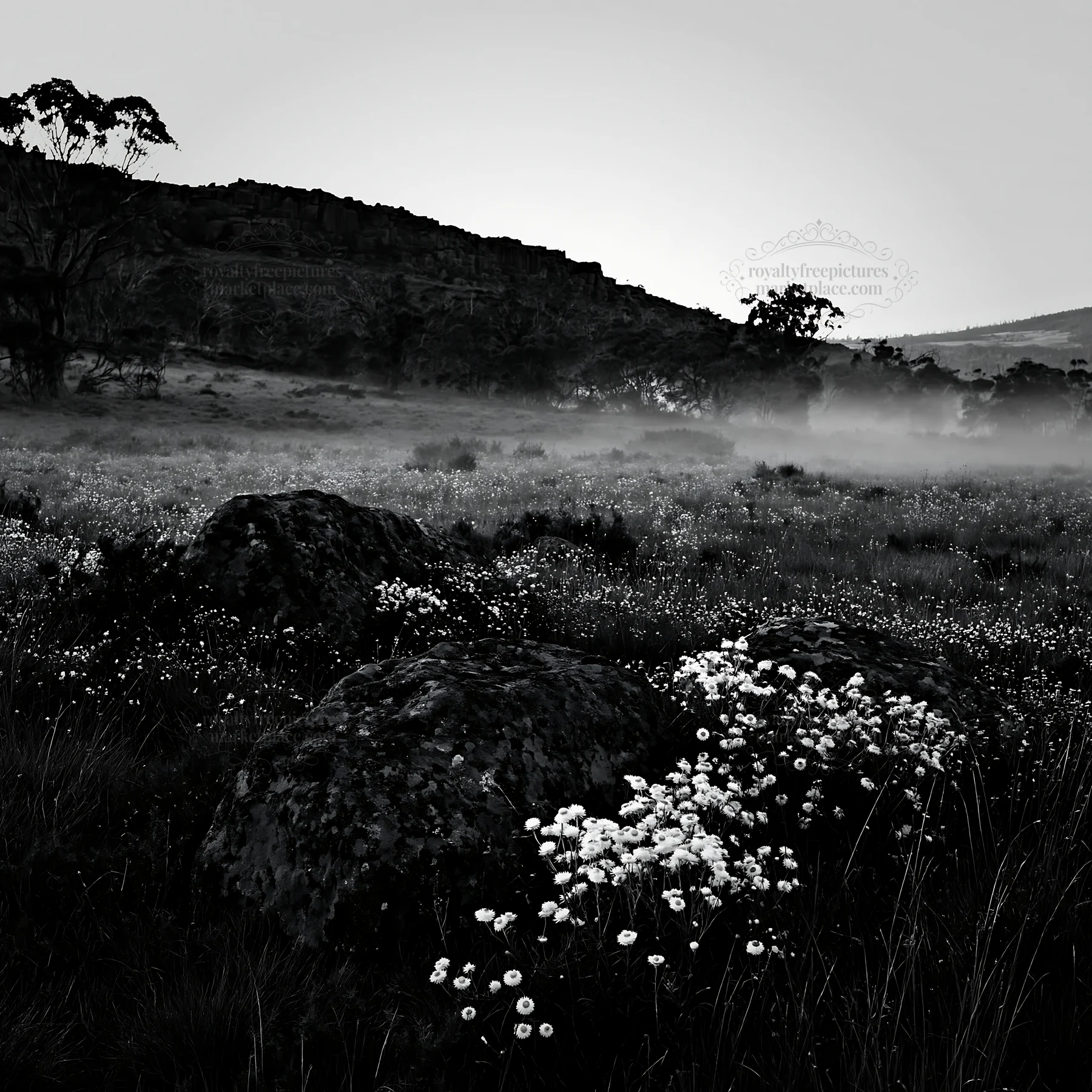 Meadow with boulders and flowers at dawn - AI-generated stock image