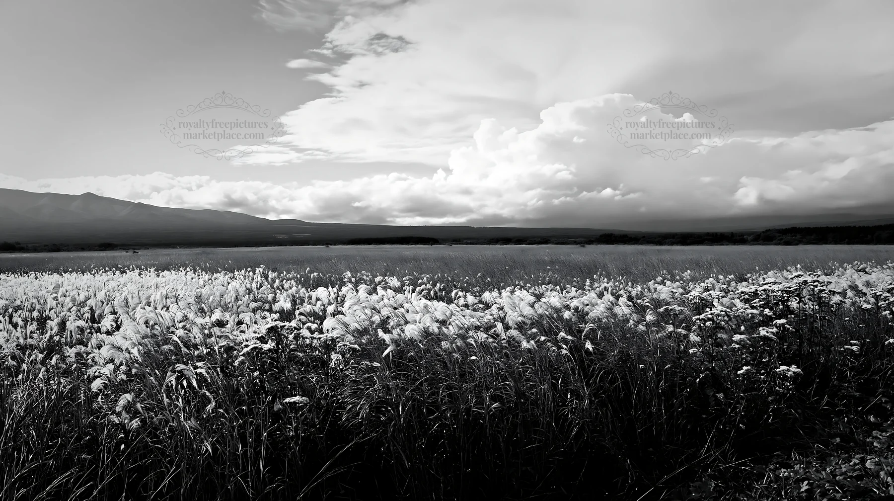 Black and white iwate rain refreshed meadow seedhead foreground - AI-generated stock image