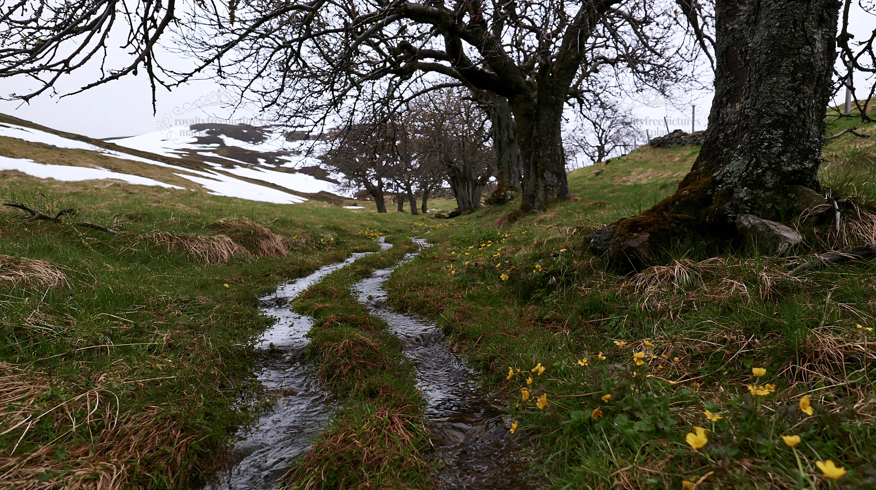 Highland apple meadow with stream and spring flowers - AI-generated stock image