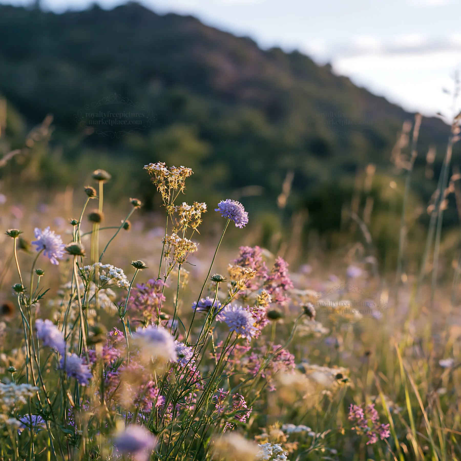 Summer hay meadows in Transylvania with wildflowers - AI-generated stock image