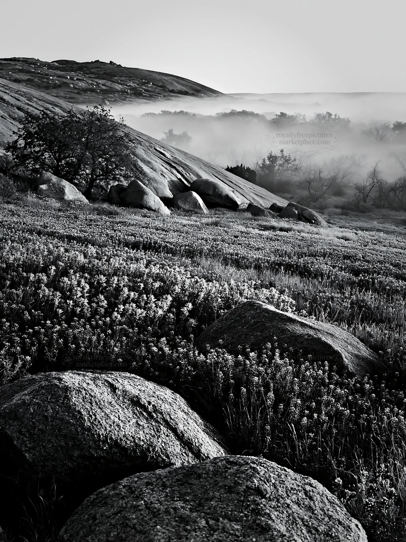 Bluebonnet meadow at sunrise with fog and rocks - AI-generated stock image